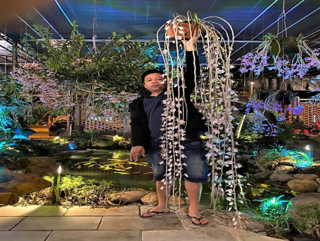 Cách trồng lan hạc vỹ - đại ý thảo - Dendrobium aphyllum